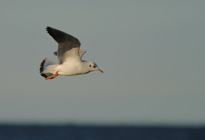 Skrattms [Black-headed Gull] (IMG_2898)