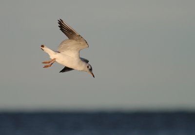 Skrattms [Black-headed Gull] (IMG_2900)