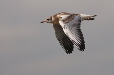 Skrattms [Black-headed Gull] (IMG_3467)