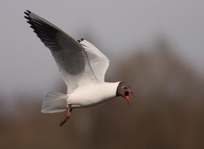 Skrattms [Black-headed Gull] (IMG_4680)