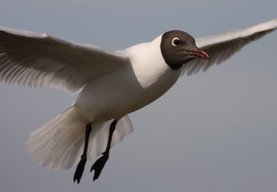 Skrattms [Black-headed Gull] (IMG_4708)