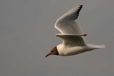 Skrattms [Black-headed Gull] (IMG_5433)