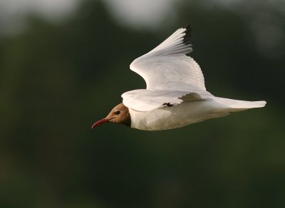 Skrattms [Black-headed Gull] (IMG_5436)
