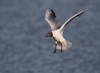 Skrattms [Black-headed Gull] (IMG_6103)