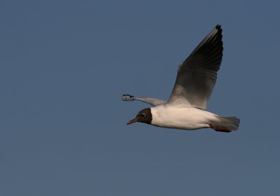 Skrattms [Black-headed Gull] (IMG_6442)