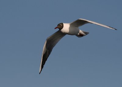 Skrattms [Black-headed Gull] (IMG_6463)