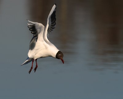 Skrattms [Black-headed Gull] (IMG_6470)