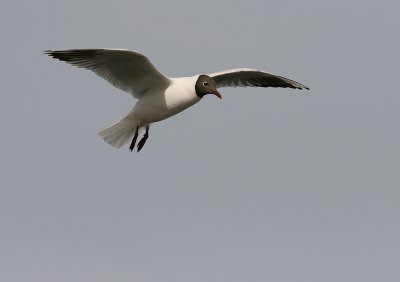 Skrattms [Black-headed Gull] (IMG_6681)