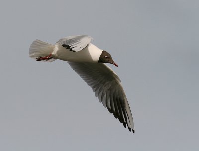 Skrattms [Black-headed Gull] (IMG_6682)