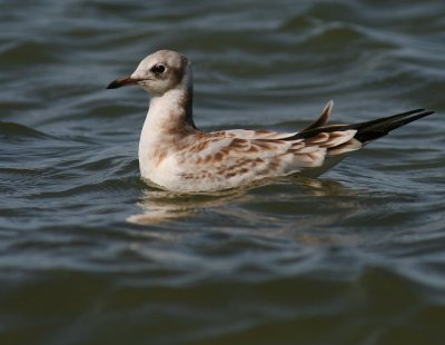 Skrattms [Black-headed Gull] (IMG_7413)