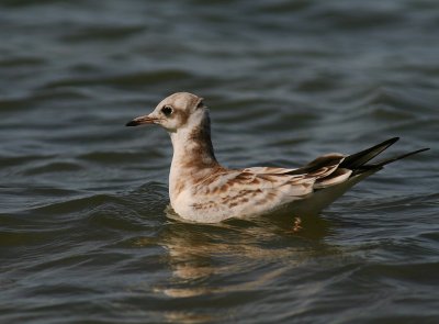 Skrattms [Black-headed Gull] (IMG_7414)