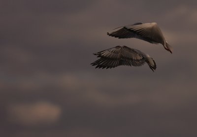 Skrattms [Black-headed Gull] (IMG_8463)
