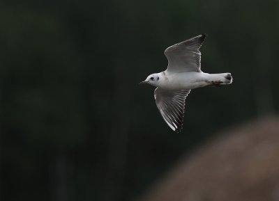 Skrattms [Black-headed Gull] (IMG_9225)