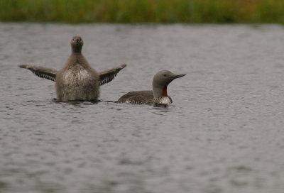Smlom [Red-throated Diver] (IMG_5552)