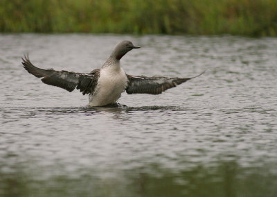 Smlom [Red-throated Diver] (IMG_5568)
