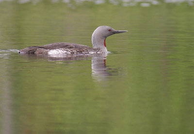 Smlom [Red-throated Diver] (IMG_5708)