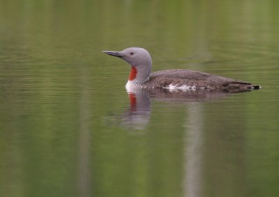 Smlom [Red-throated Diver] (IMG_5714)