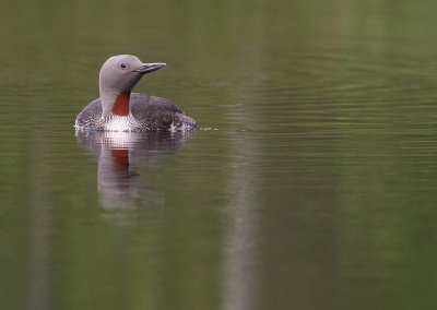 Smlom [Red-throated Diver] (IMG_5715)