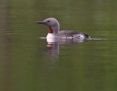 Smlom [Red-throated Diver] (IMG_5726)