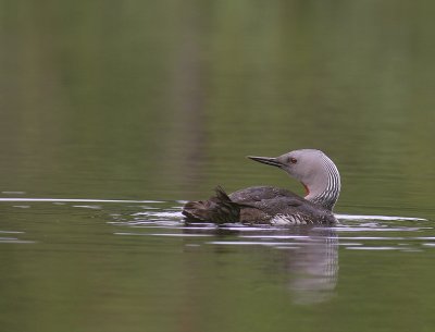 Smlom [Red-throated Diver] (IMG_5732)