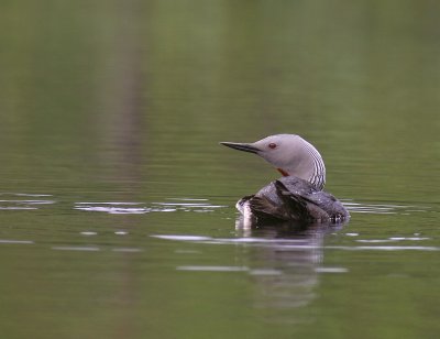 Smlom [Red-throated Diver] (IMG_5734)