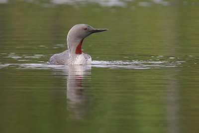 Smlom [Red-throated Diver] (IMG_5750)