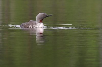 Smlom [Red-throated Diver] (IMG_5752)
