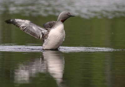 Smlom [Red-throated Diver] (IMG_5754)