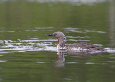Smlom [Red-throated Diver] (IMG_5760)