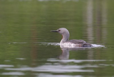 Smlom [Red-throated Diver] (IMG_5761)