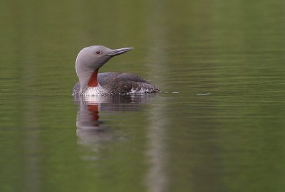 Smlom [Red-throated Diver] (IMG_5767)