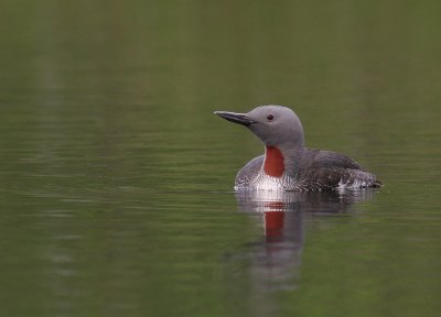 Smlom [Red-throated Diver] (IMG_5768)