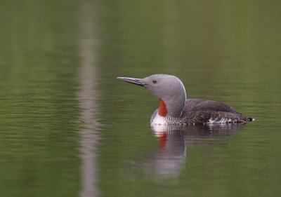 Smlom [Red-throated Diver] (IMG_5769)