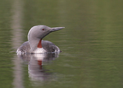Smlom [Red-throated Diver] (IMG_5770)