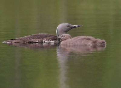 Smlom [Red-throated Diver] (IMG_5774)