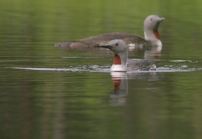 Smlom [Red-throated Diver] (IMG_5782)