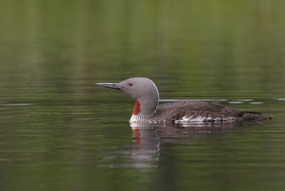 Smlom [Red-throated Diver] (IMG_5784)