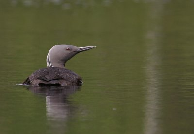 Smlom [Red-throated Diver] (IMG_5788)