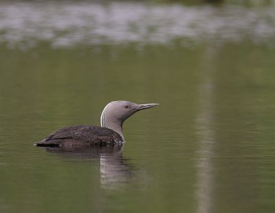 Smlom [Red-throated Diver] (IMG_5790)