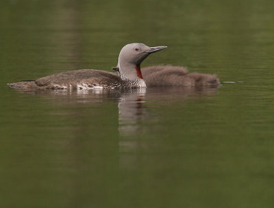 Smlom [Red-throated Diver] (IMG_5799)