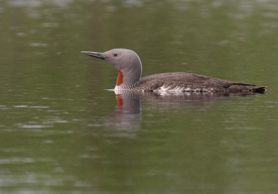 Smlom [Red-throated Diver] (IMG_5816)