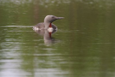 Smlom [Red-throated Diver] (IMG_5818)