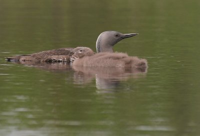 Smlom [Red-throated Diver] (IMG_5821)
