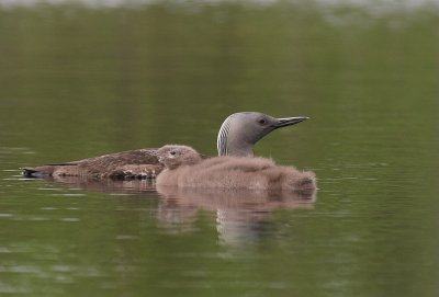 Smlom [Red-throated Diver] (IMG_5822)