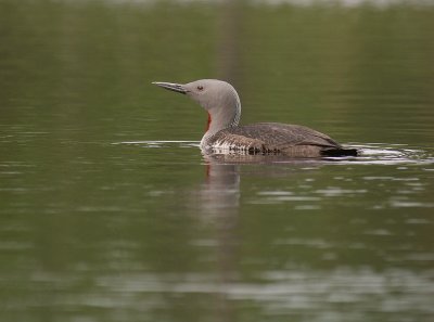 Smlom [Red-throated Diver] (IMG_5823)