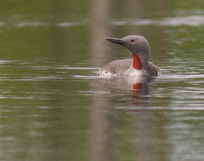 Smlom [Red-throated Diver] (IMG_5826)