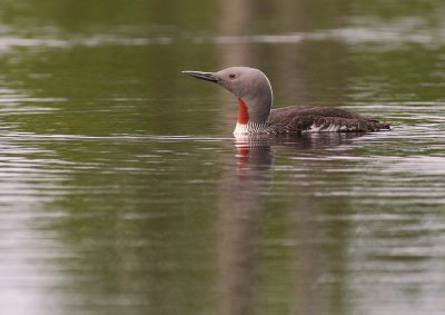 Smlom [Red-throated Diver] (IMG_5827)