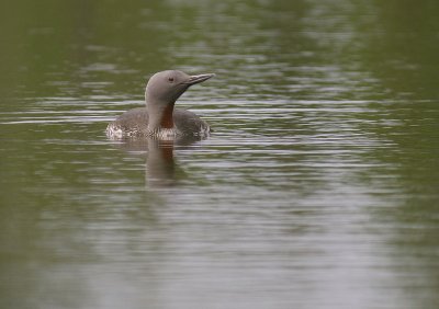 Smlom [Red-throated Diver] (IMG_5828)