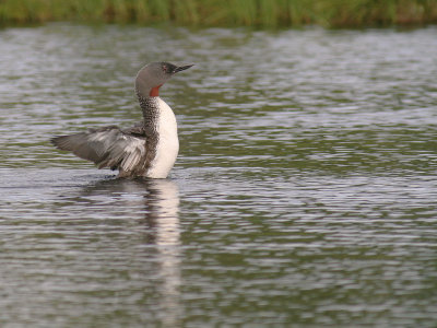 Smlom [Red-throated Diver] (IMG_5853)