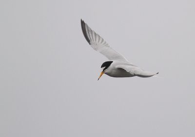 Smtrna [Little Tern] (IMG_3379)